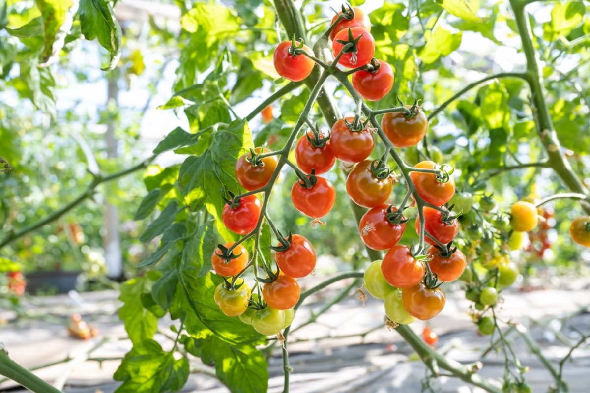 2022_0217_yamamoto_0012-1-