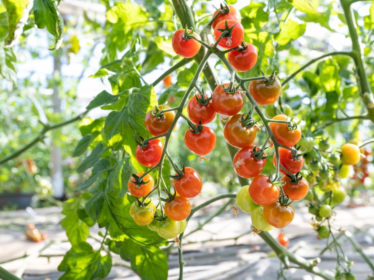 ツメトギハウス トマトデザイン ツメトギハウス トマトデザイン ツメトギハウス トマトデザイン