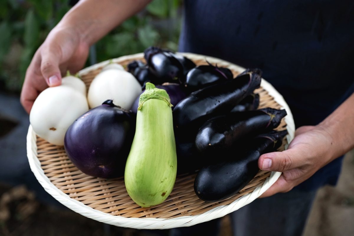 新井農園 色とりどりの茄子を味わう＃北本良品 | &green 北本市