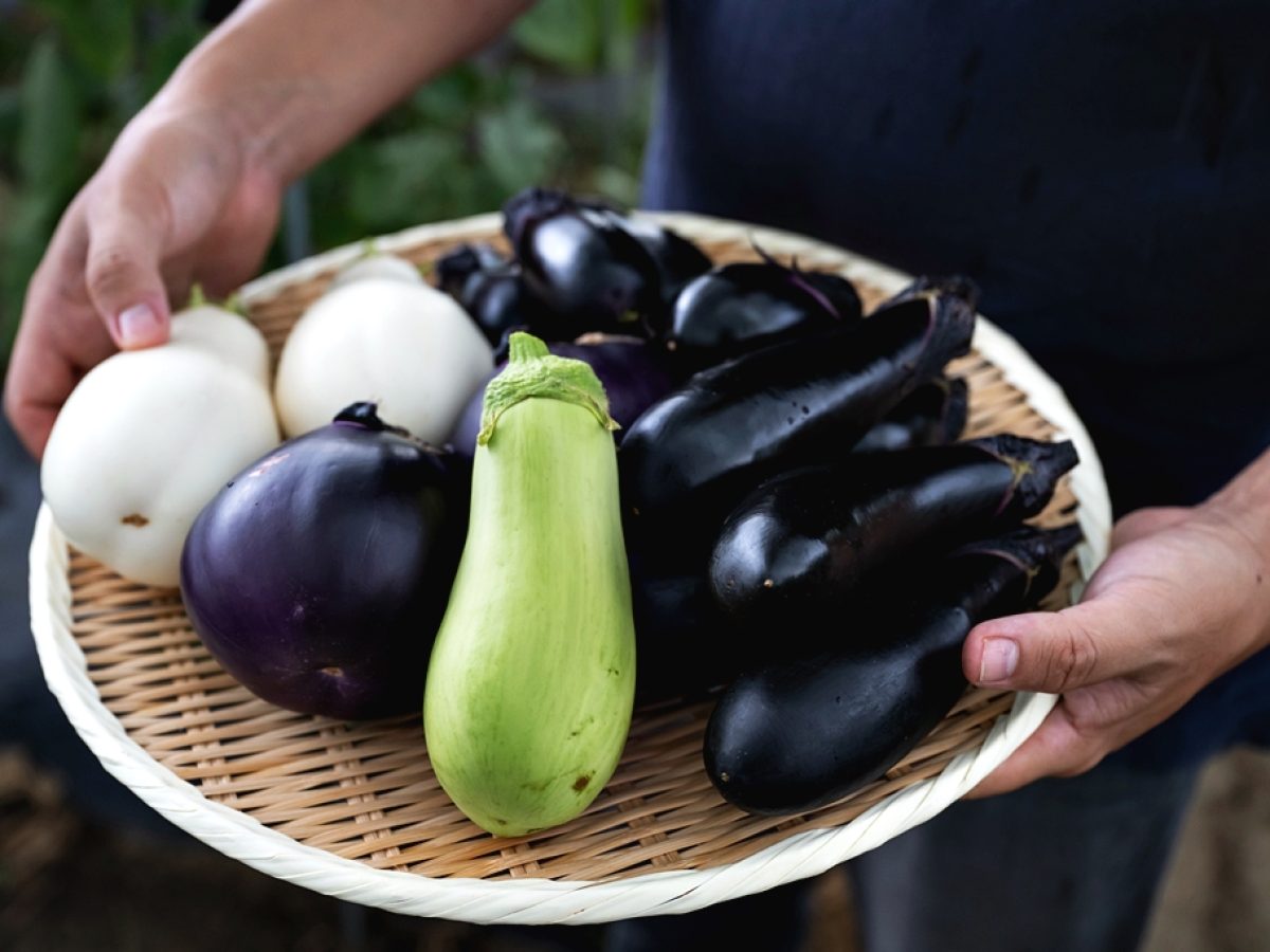 ナス 新井農園 色とりどりの茄子を味わう＃北本良品 | &green 北本市