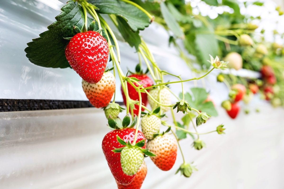 イベントレポート &greenふるさと納税ツアー『横山農園イチゴ狩りと